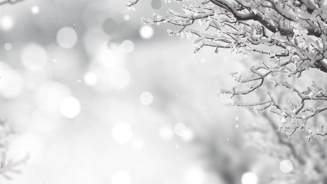 積雪的樹枝映襯著柔和模糊的冬季背景。 — 自然 壁紙
