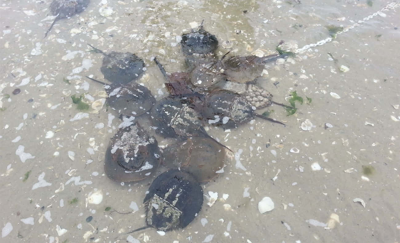 Horseshoe Crab 桌布 壁紙 — 幾隻馬蹄蟹在淺水沿岸水域的沙質海底上休息，海底散落著貝殼和海藻。
