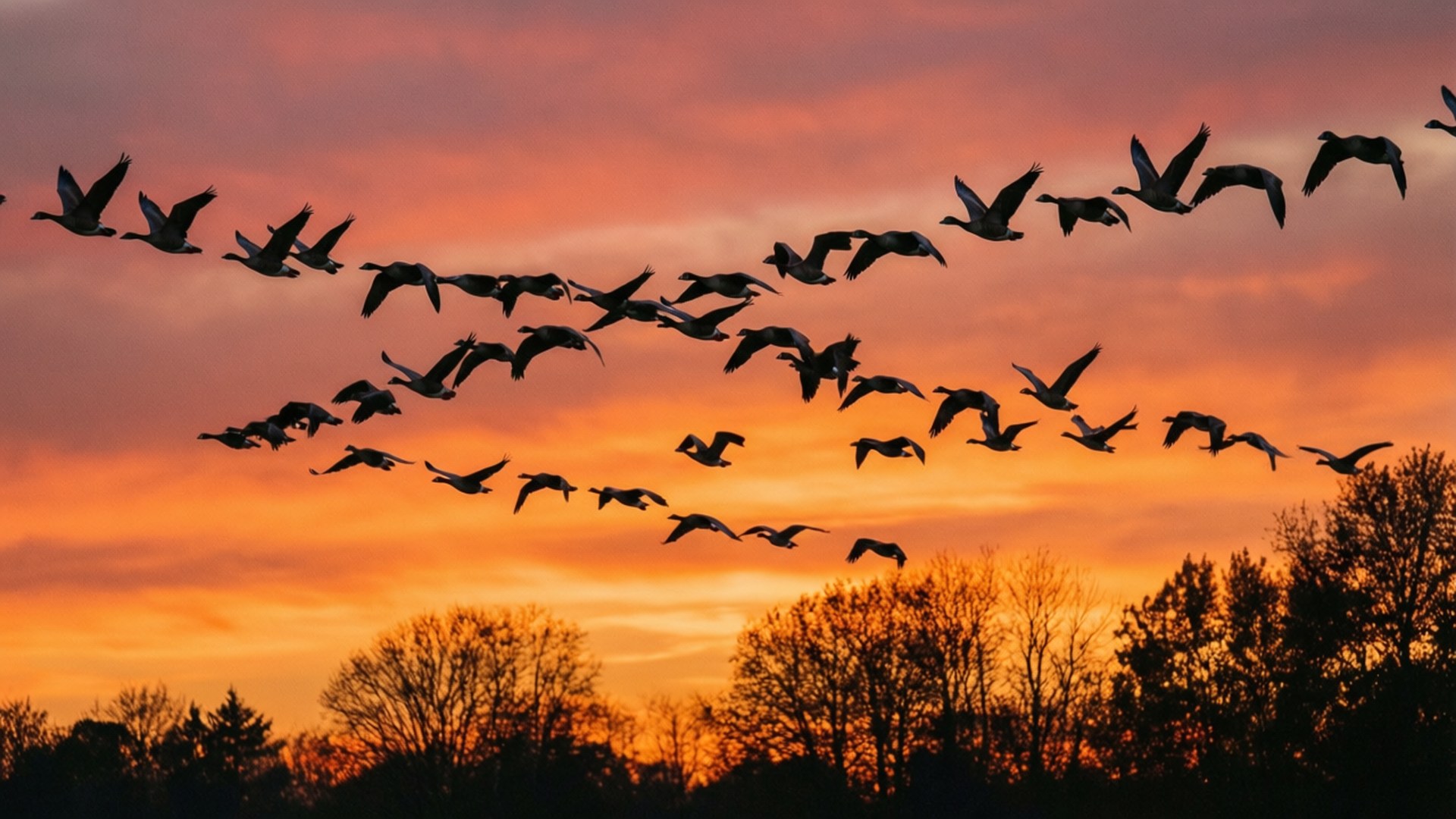 Geese at Sunset 壁紙 — 剪影的鵝以 V 字形飛行，越過光禿禿的樹木上方火熱的橙色和粉紅色日落天空。