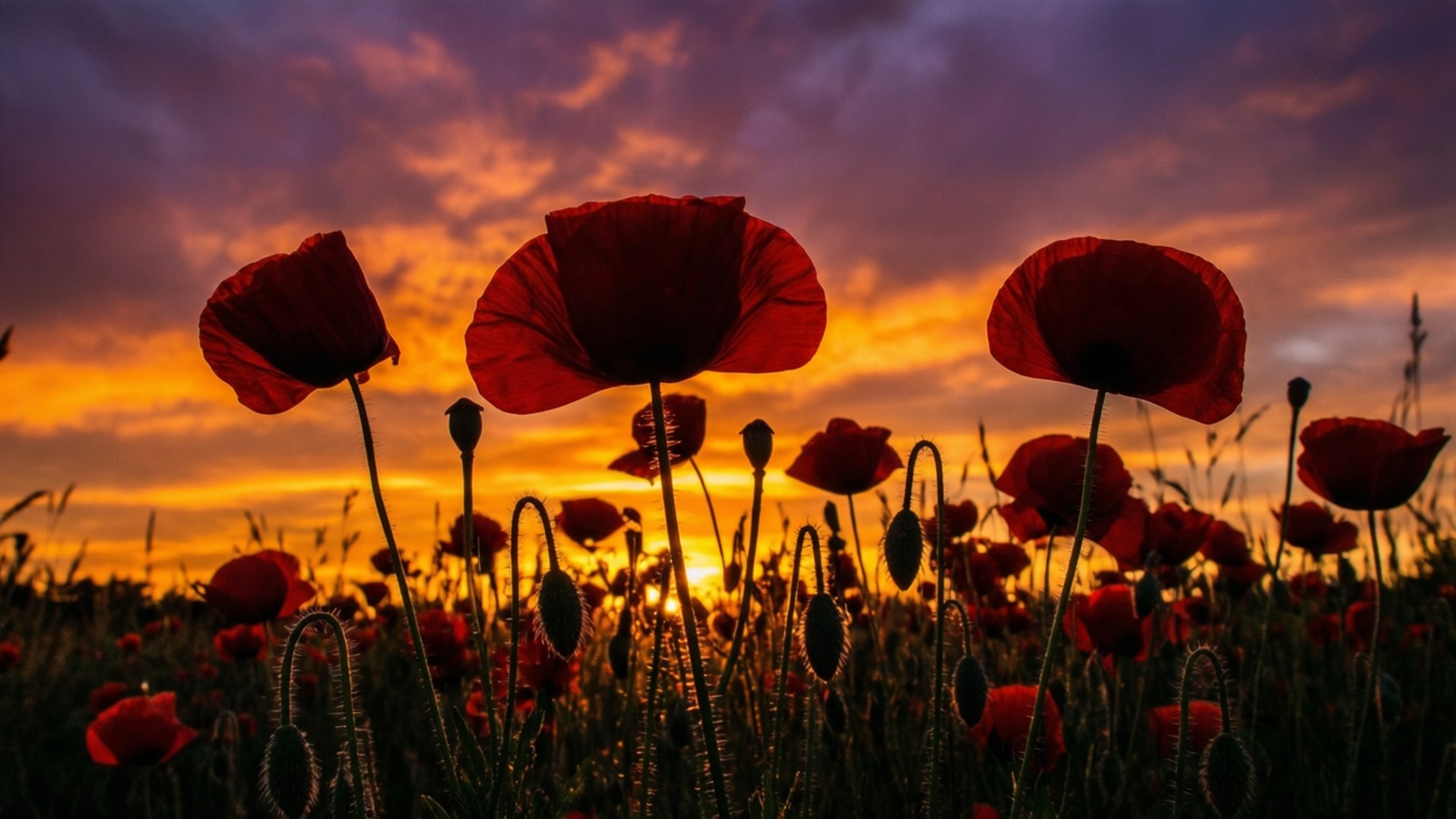 Poppy Silhouette Sunset 壁紙 — 剪影的紅色罌粟花在田野中搖曳，熾熱的日落將天空染成橙色、紫色和金色。