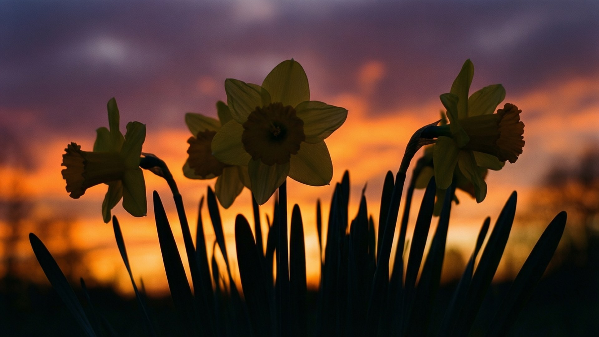 Narcissus Silhouette Sunset 壁紙 — 剪影的水仙花在火熱的橙色和紫色日落天空下盛開。
