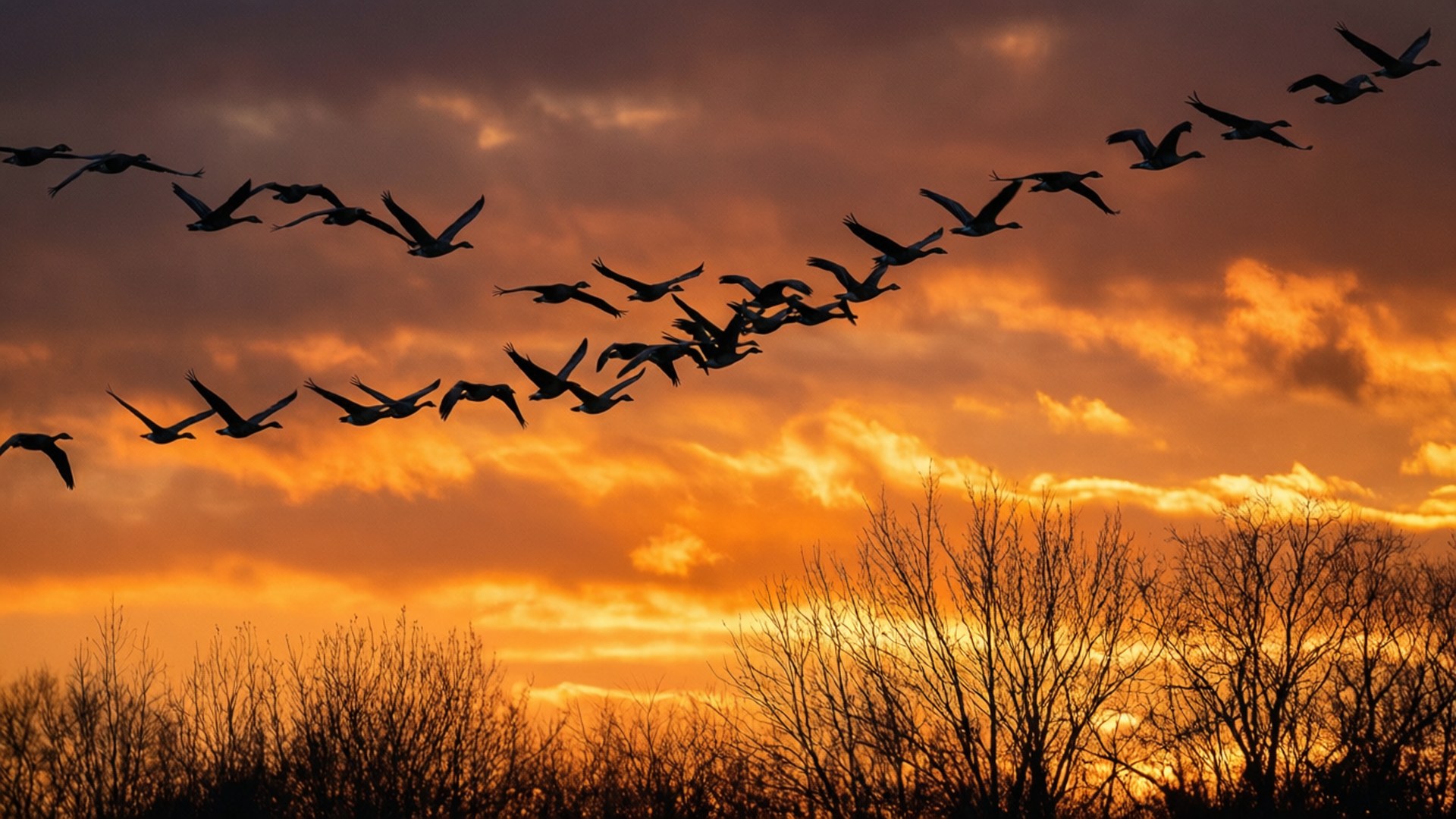 Migrating Geese Sunset 壁紙 — 剪影的雁群以V字形飛過火熱的橙色和紫色日落天空，下方是光禿的冬季樹木。
