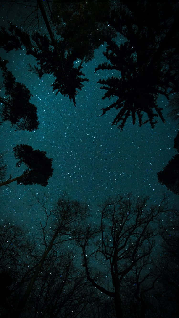  壁紙 — 剪影樹木框著一個令人嘆為觀止的、佈滿星星的藍綠色夜空景色。
