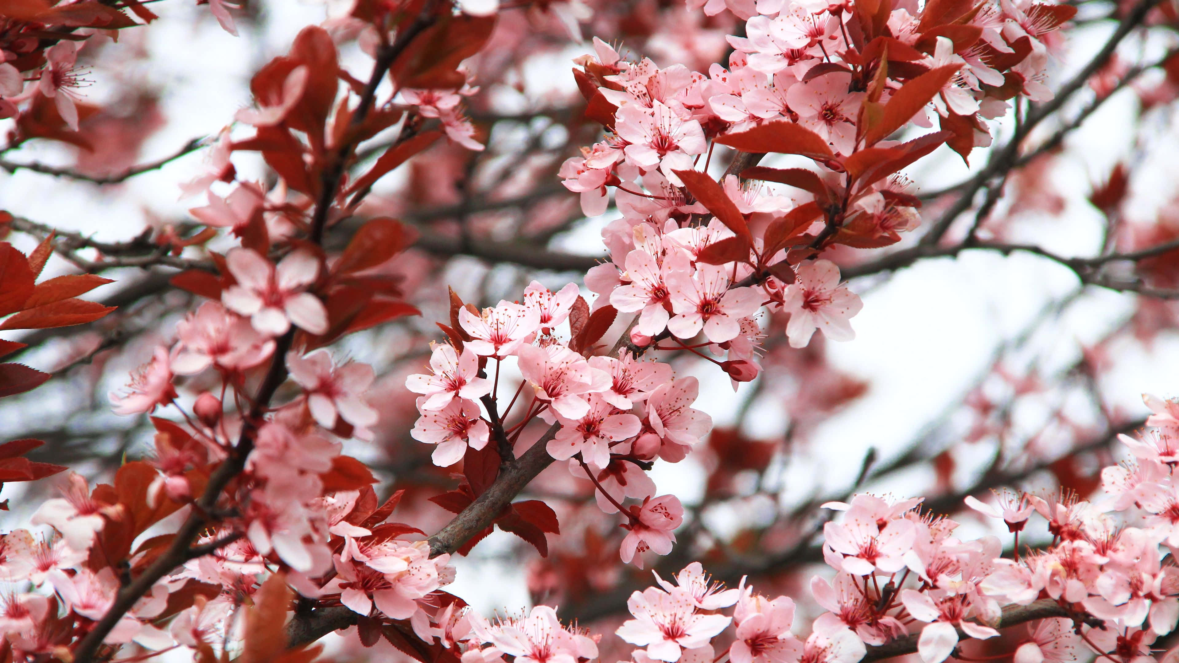 Spring Bloom 桌布 壁紙 — 嬌嫩的粉紅櫻花在深紅葉子中盛開，細長的枝條襯托著柔和的白色天空。