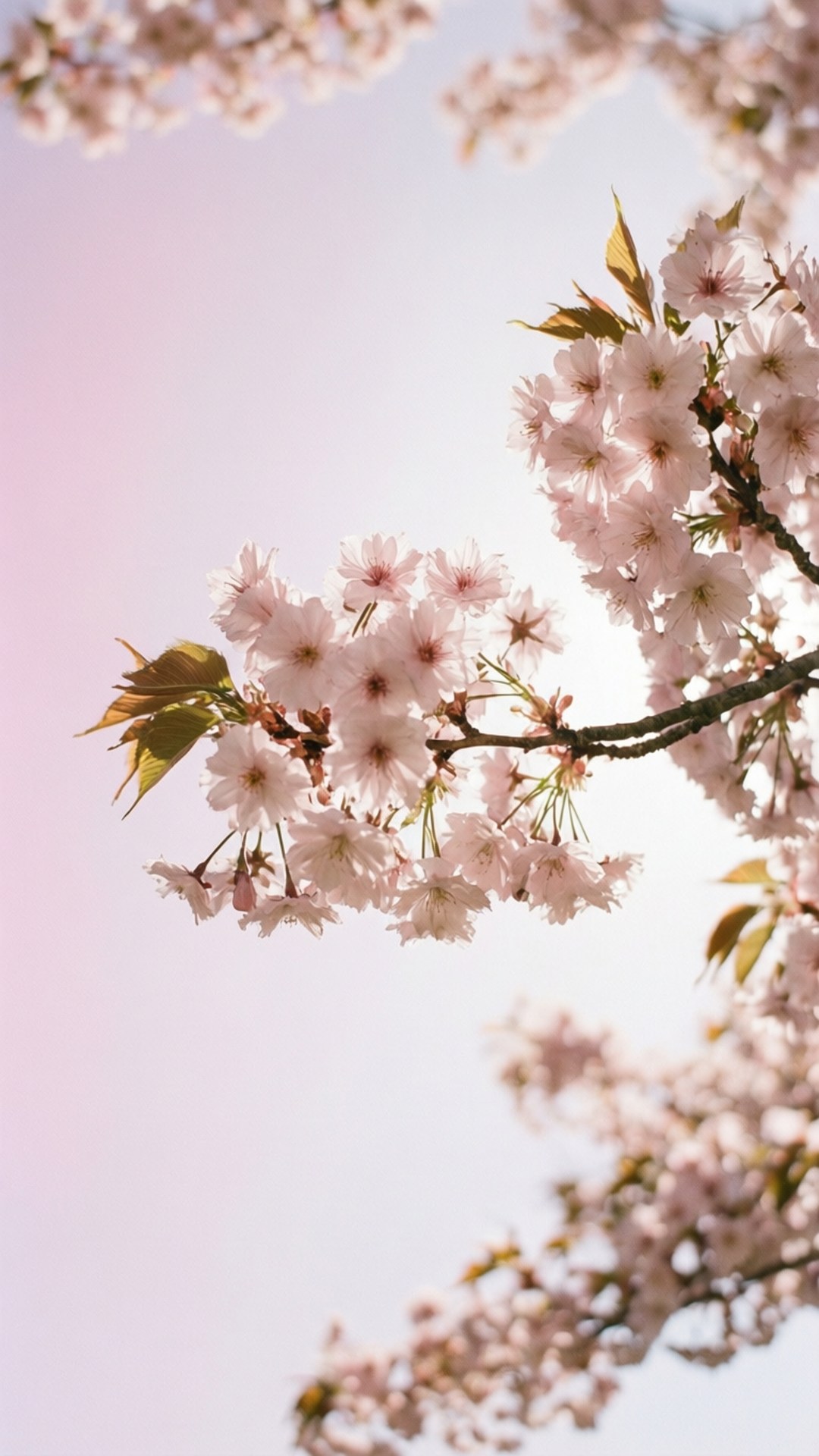 Cherry Blossom Dream 壁紙 — 嬌嫩的粉紅櫻花在樹枝上盛開，映襯著柔和的粉彩天空。