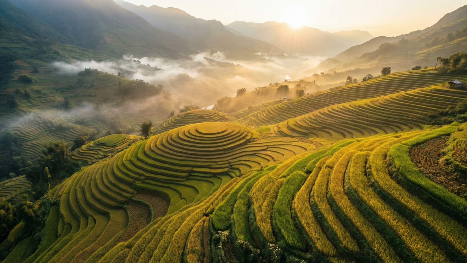 Golden Rice Terraces at Dawn 壁紙 — 金色的梯田如瀑布般沿著霧氣繚繞的山脈傾瀉而下，日出時分溫暖的光芒穿過山谷。