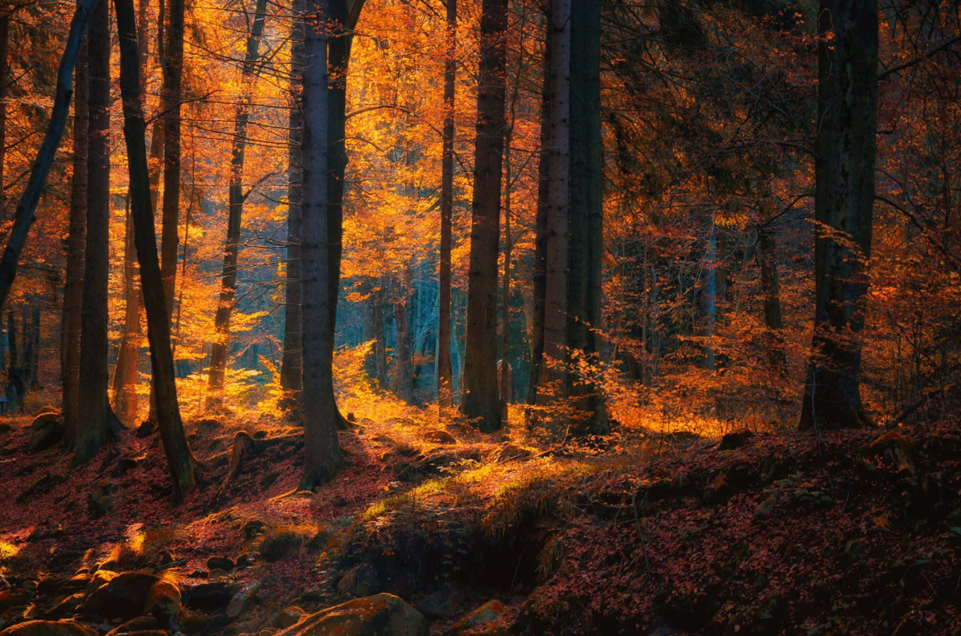  壁紙 — 金色的陽光穿過高大的樹木，在鋪滿秋葉的森林地面上投射出溫暖的琥珀色光芒。