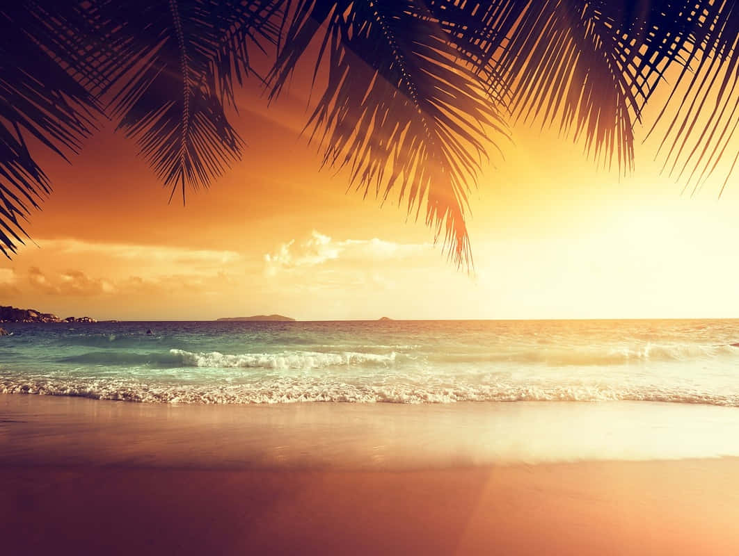  壁紙 — 金色夕陽穿過棕櫚葉，照耀在輕拍沙灘的碧綠波浪上。