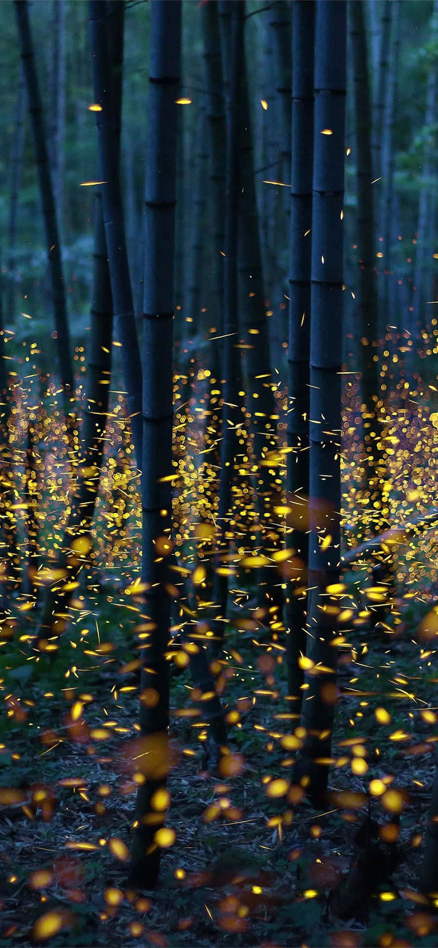  壁紙 — 金色螢火蟲在高聳的深色竹莖間發光，在一片寧靜的暮色森林中。