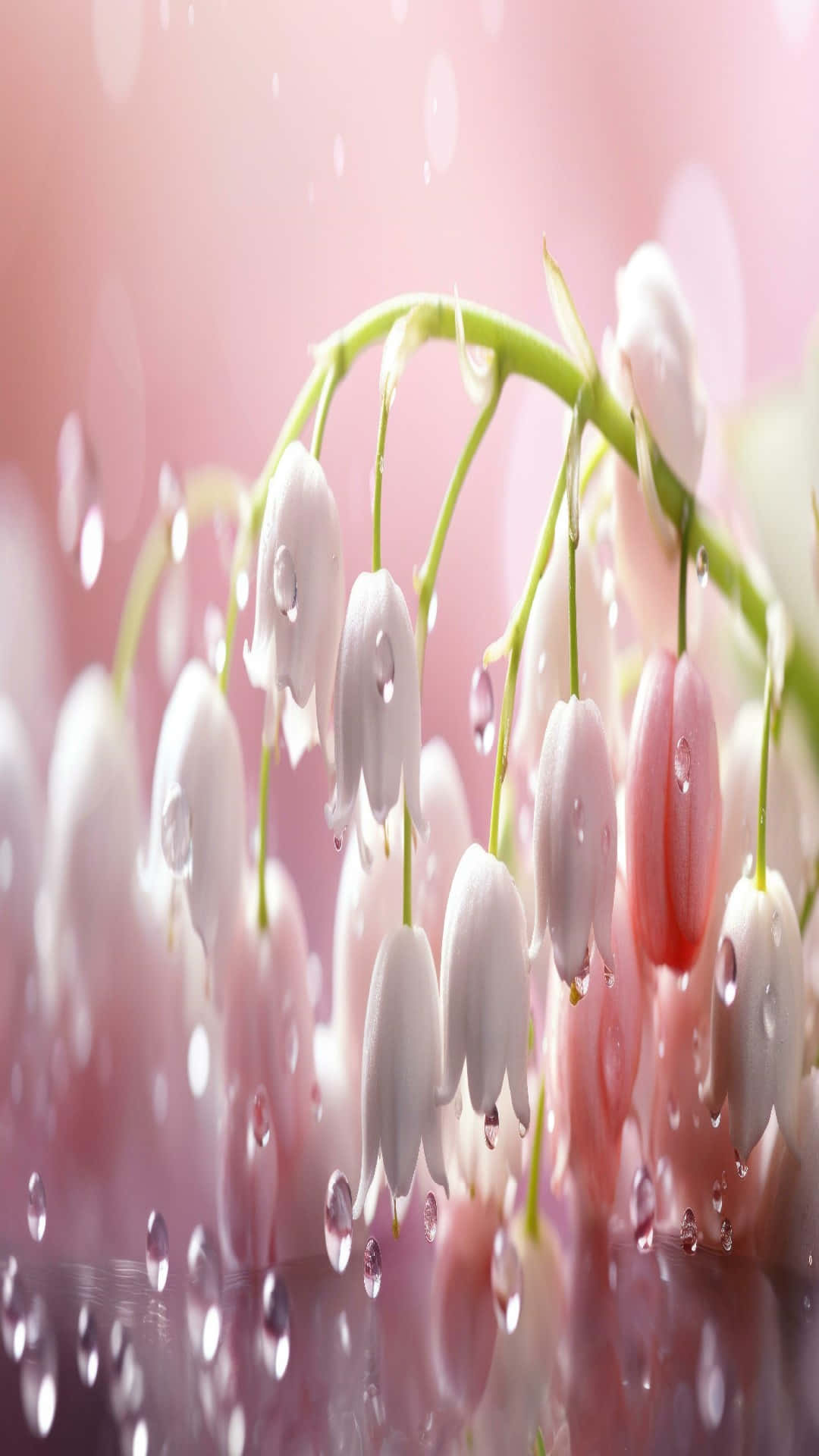 Lily Of The Valley 桌布 壁紙 — 精緻的鐘形花朵在柔和的粉紅色模糊背景上閃爍著露珠。
