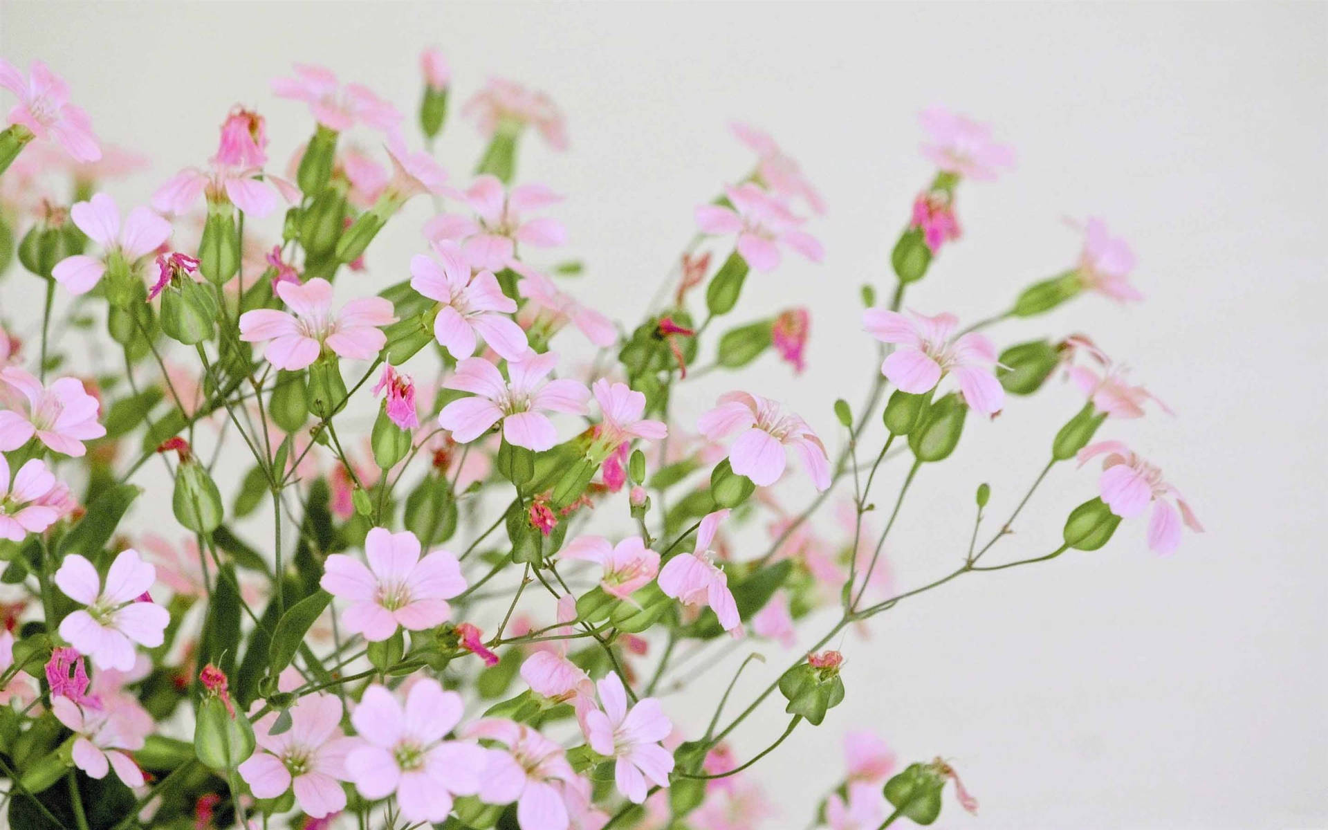 一簇粉紅色滿天星花朵，帶綠色莖幹，襯以白色背景 — Macbook Pro 壁紙