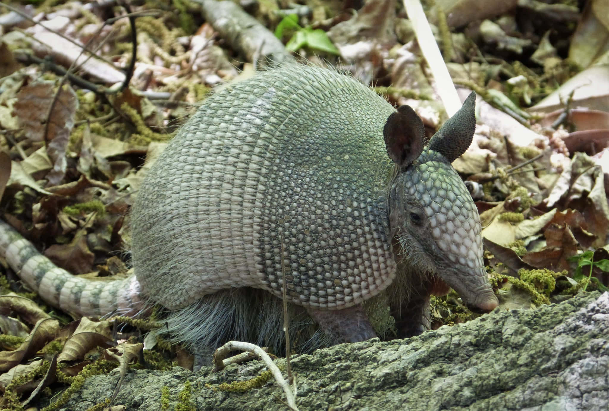 armadillo 桌布 壁紙 — 一隻九帶犰狳在森林地面的落葉和長滿苔蘚的石頭間覓食。