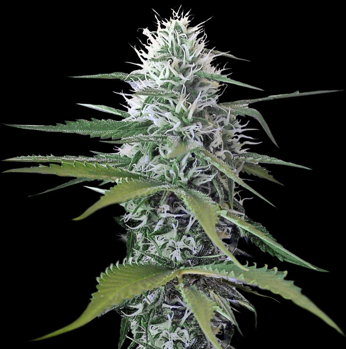 大麻植物特寫.JPG 壁紙