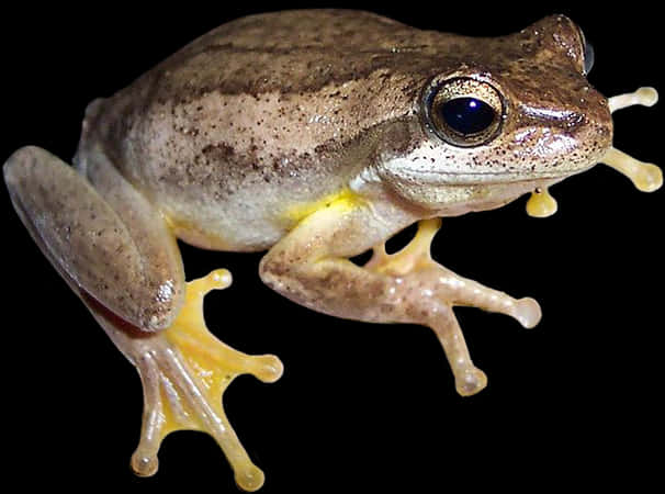 樹蛙黑色背景.JPG 壁紙