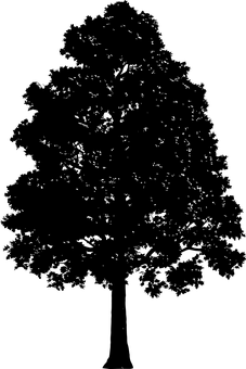 黑暗剪影_樹木映襯天空.JPG 壁紙