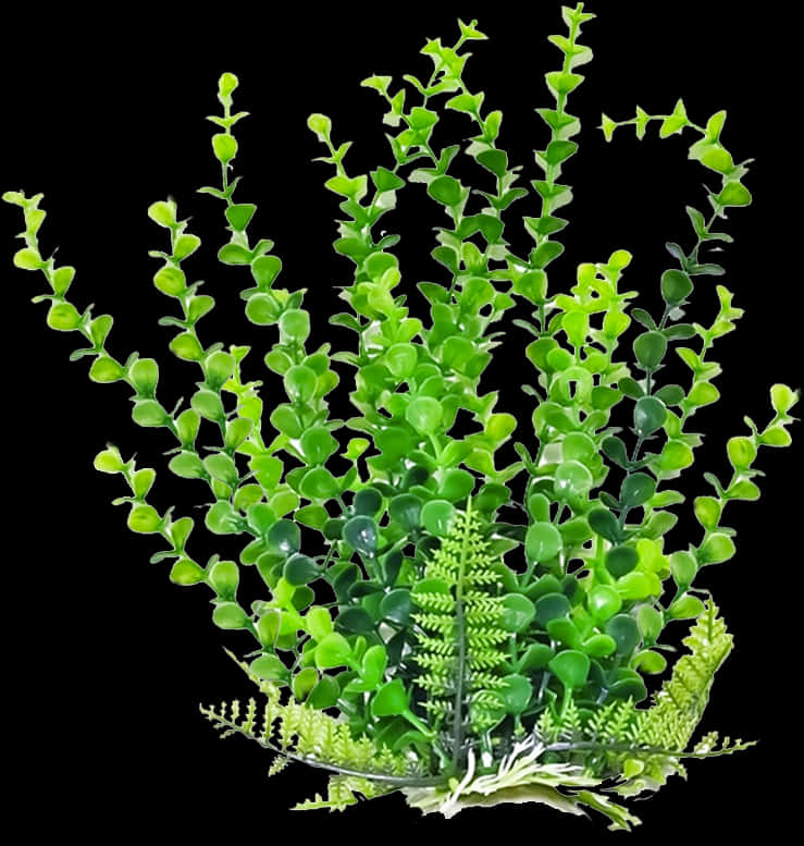 鮮豔綠色多肉植物群.JPG 壁紙