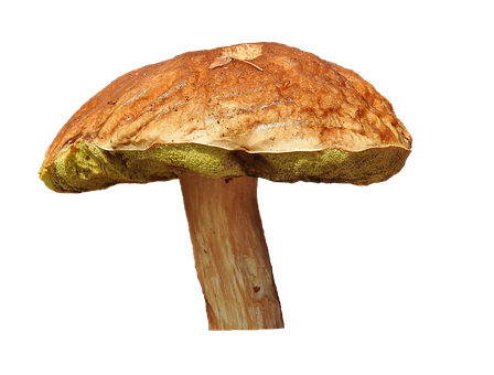 雄偉的蘑菇_ 黑色背景前.JPG 壁紙