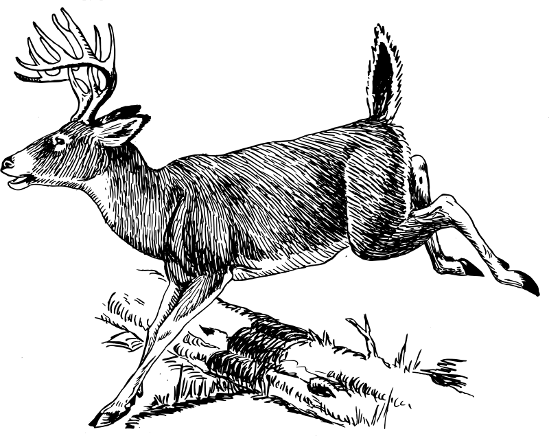 黑暗中雄偉的鹿.JPG 壁紙