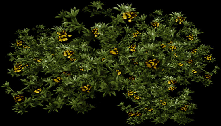 深色背景下的開花灌木.JPG 壁紙