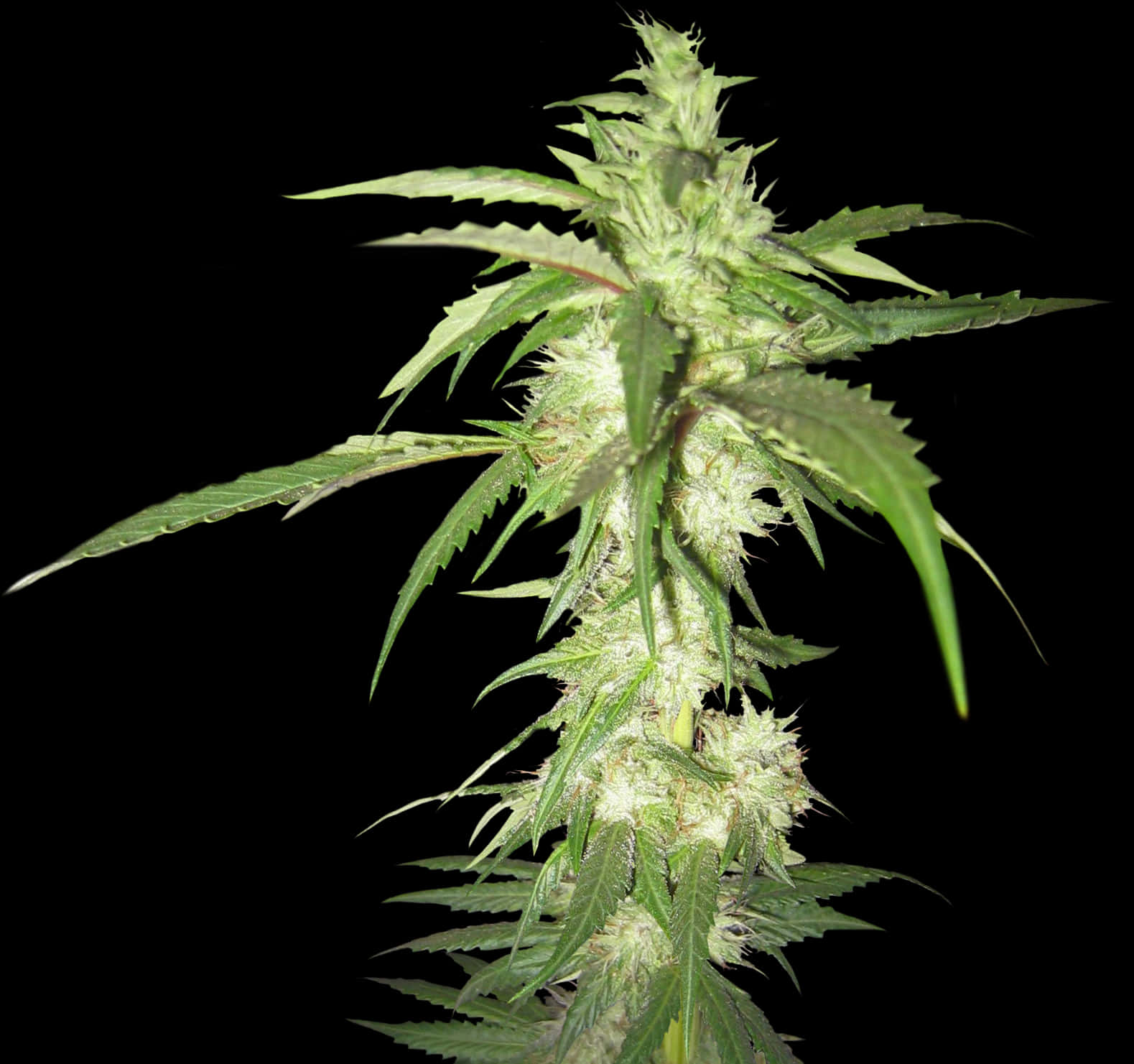 大麻植物黑色背景.JPG 壁紙