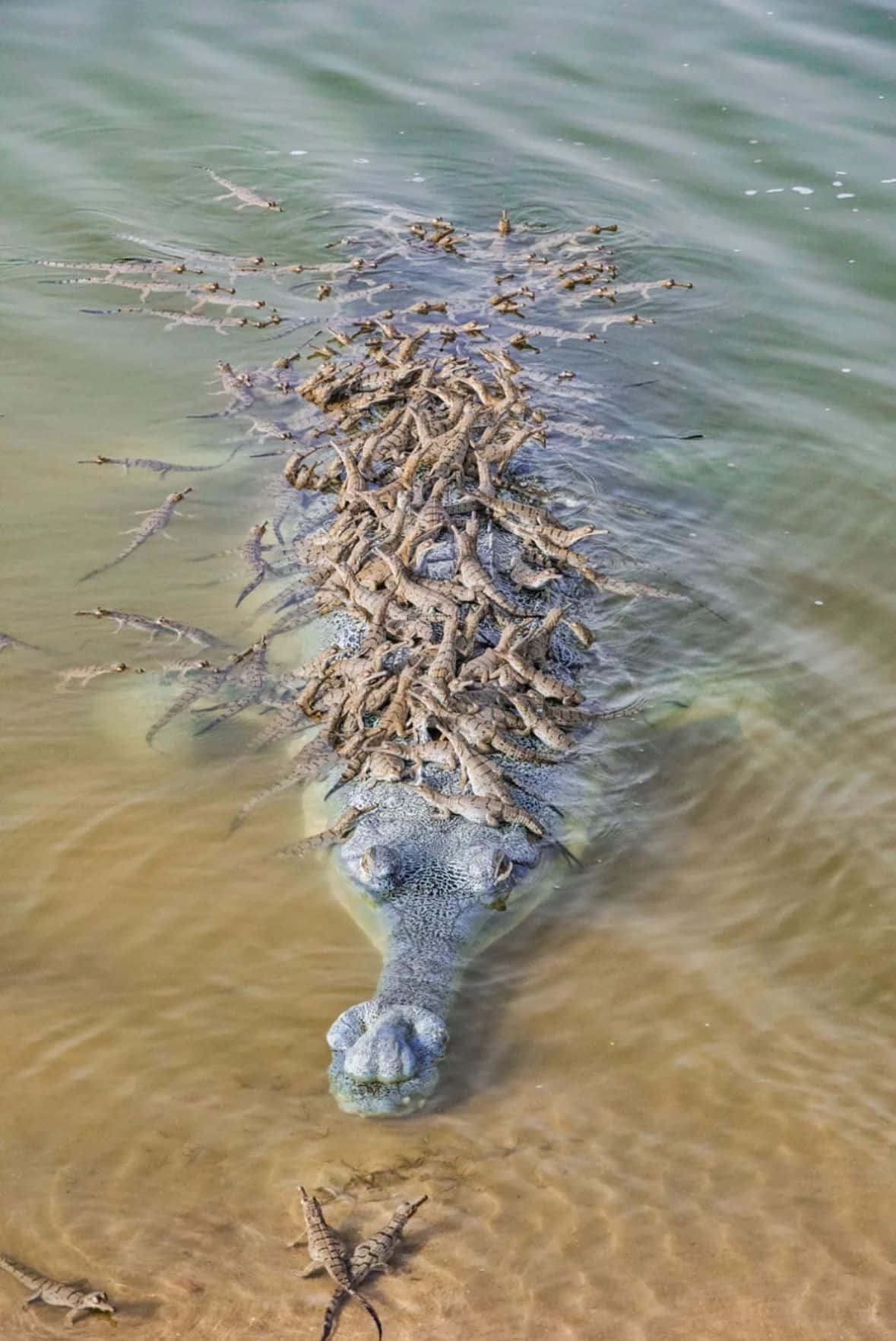  壁紙 — 一隻巨大的鱷魚部分浸沒在淺水中，數十隻小鱷魚緊貼在牠的背上並在附近游泳。