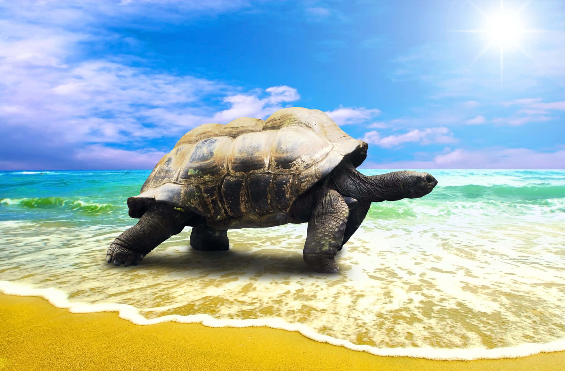  壁紙 — 一隻巨龜在金色沙灘上緩慢地走過泡沫般的海浪，天空晴朗明亮。