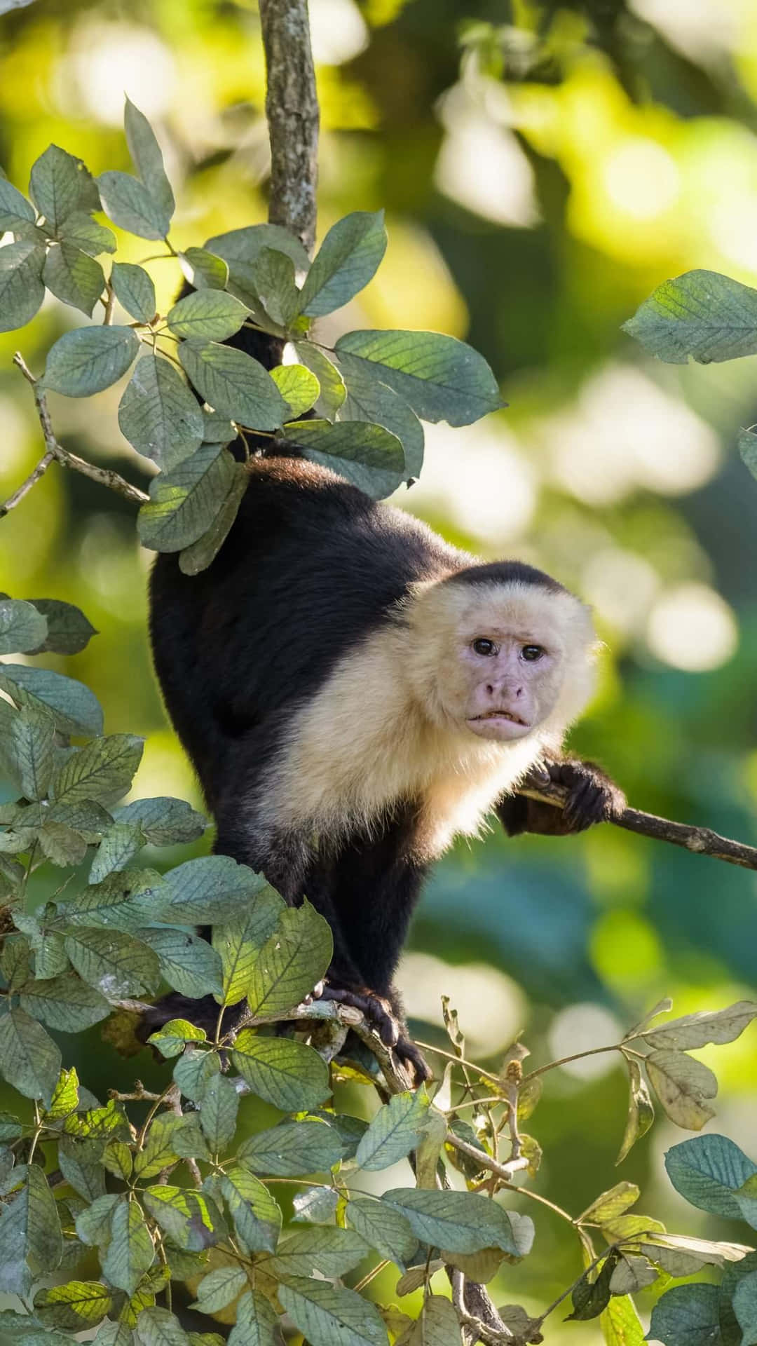  壁紙 — 一隻黑毛白臉的卷尾猴棲息在陽光普照的樹枝上，周圍是茂密的綠葉。