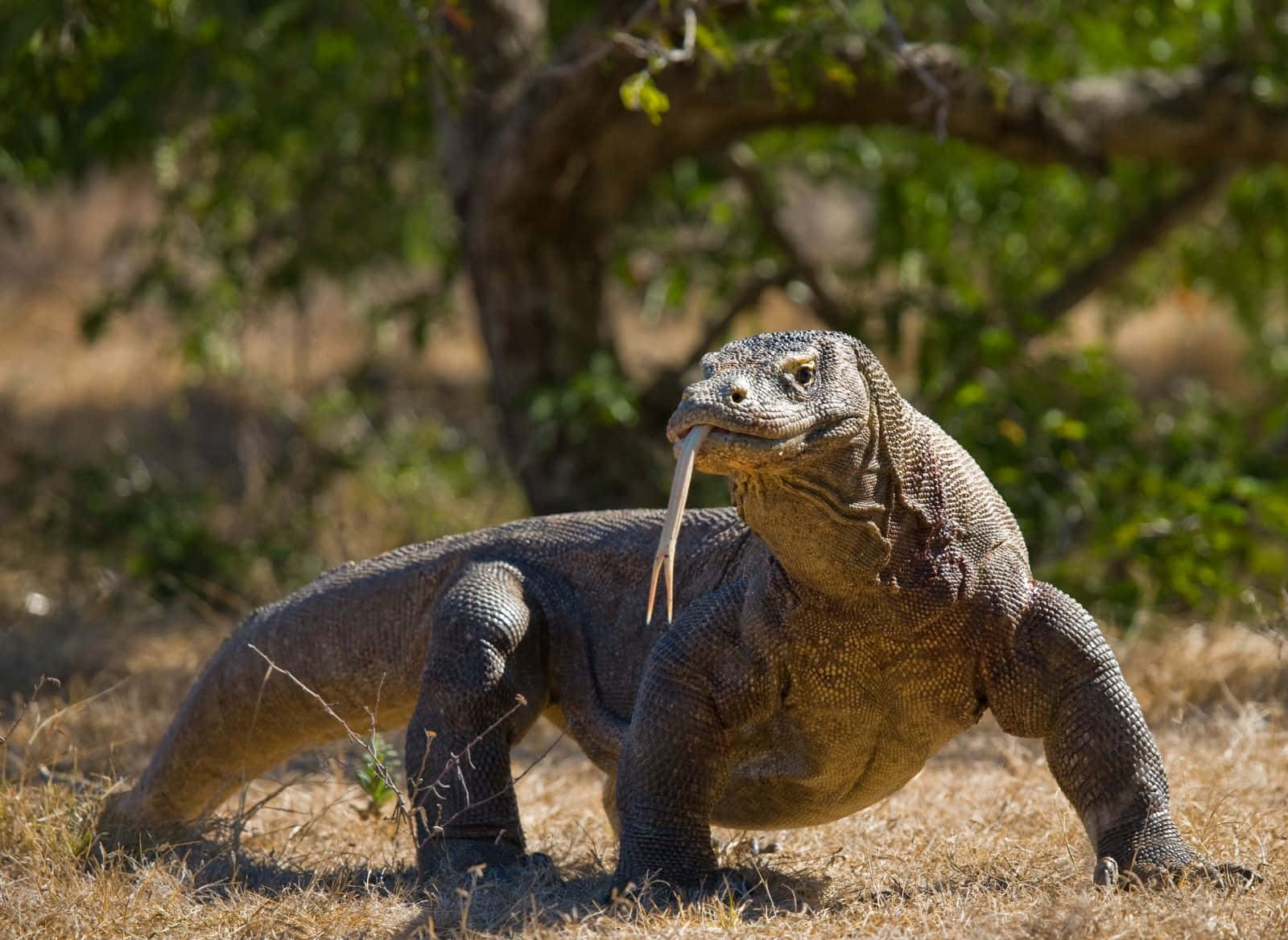  壁紙 — 一隻科莫多龍在乾草上警覺地站著，分叉的舌頭伸出，在明亮的陽光下靠近枝葉茂密的樹木。