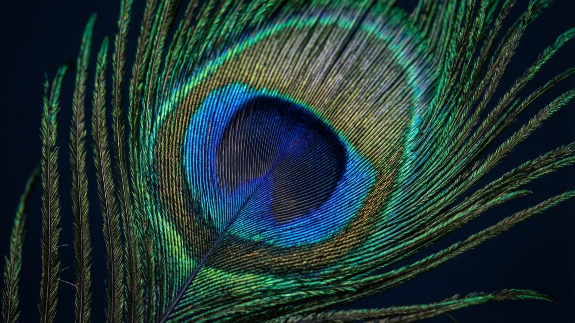macOS Mojave Peacock Feather 壁紙 — 孔雀羽毛的特寫揭示了在深色背景下藍色、綠色和金色的複雜虹彩圖案。