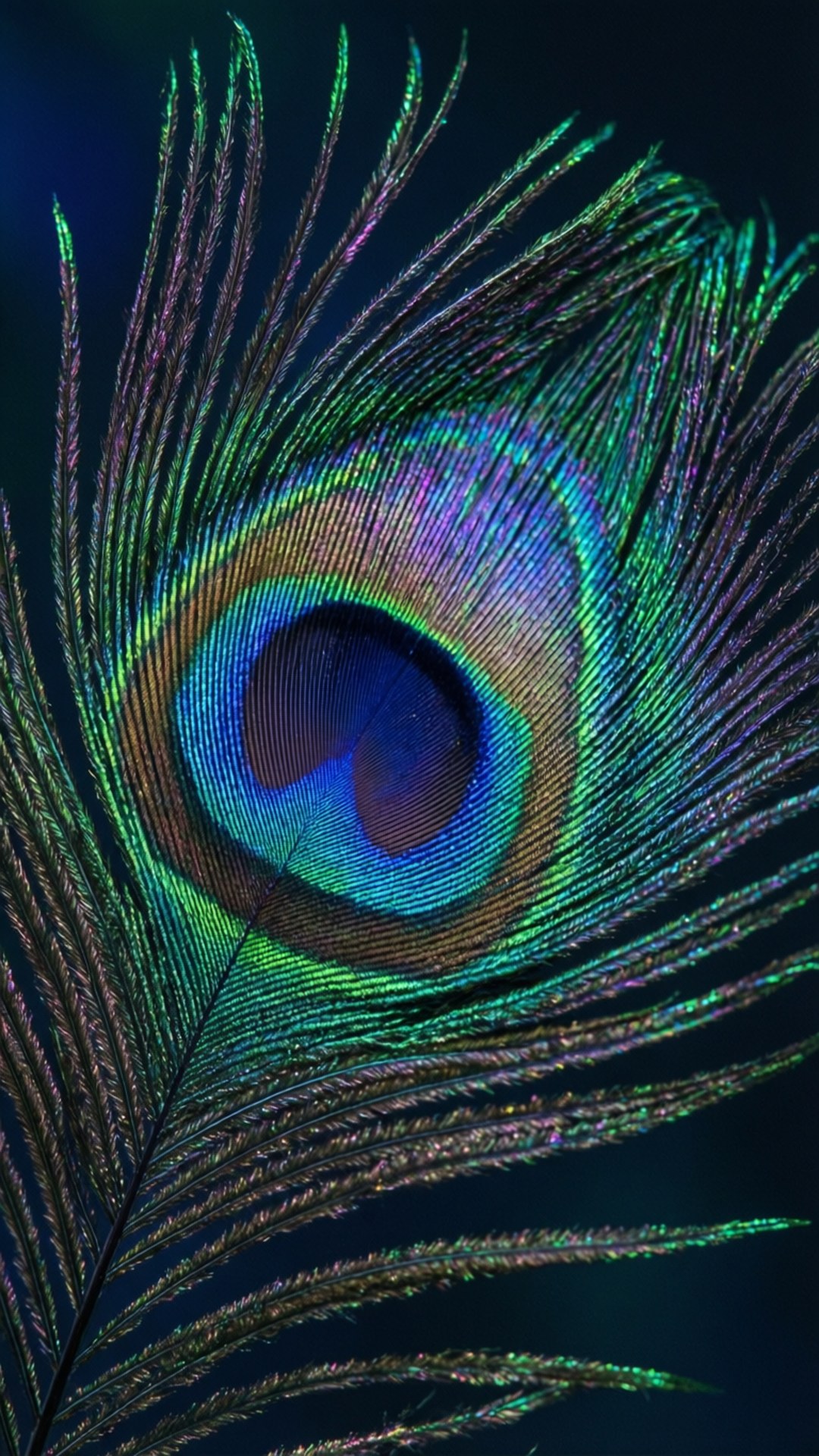 Peacock Holographic Feathers 壁紙 — 孔雀羽毛的特寫，在深色背景下展現出帶有虹彩藍、綠和金色的鮮明眼狀圖案。