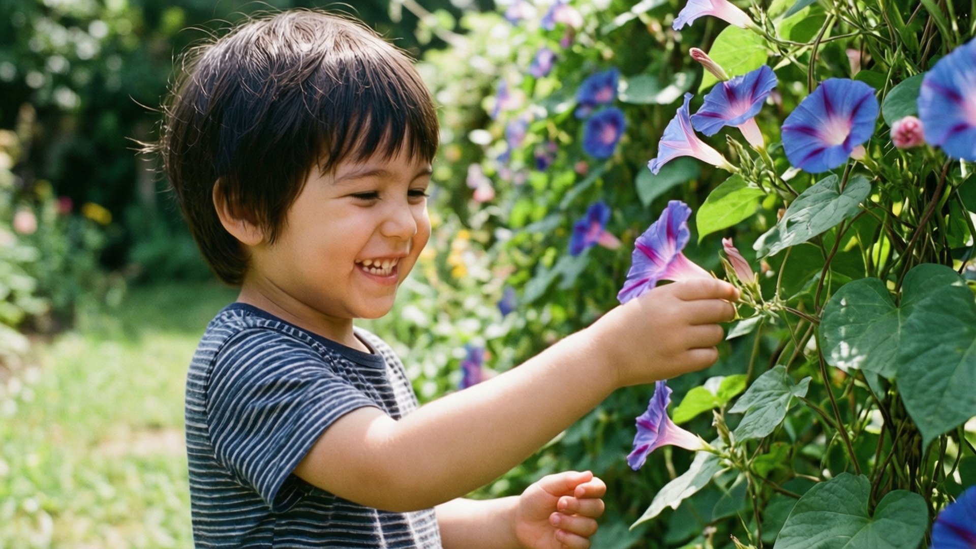 Child Picking Flower 壁紙 — 一個快樂的小男孩穿著條紋襯衫，在陽光明媚的花園裡微笑著輕輕觸摸鮮豔的藍色和紫色牽牛花。