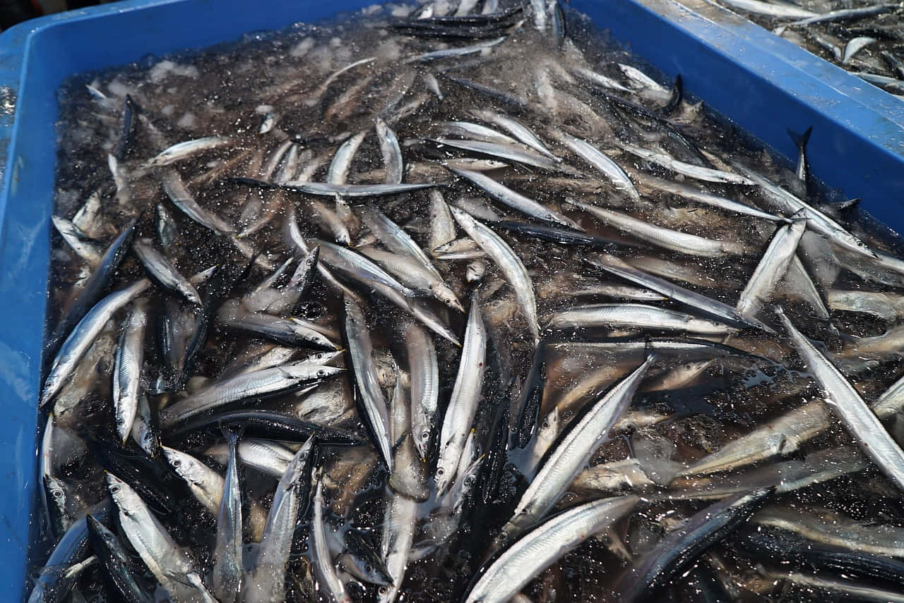 壁紙 — 一個藍色塑膠桶裝滿新鮮捕獲的銀色魚，在冰冷水中閃閃發光。