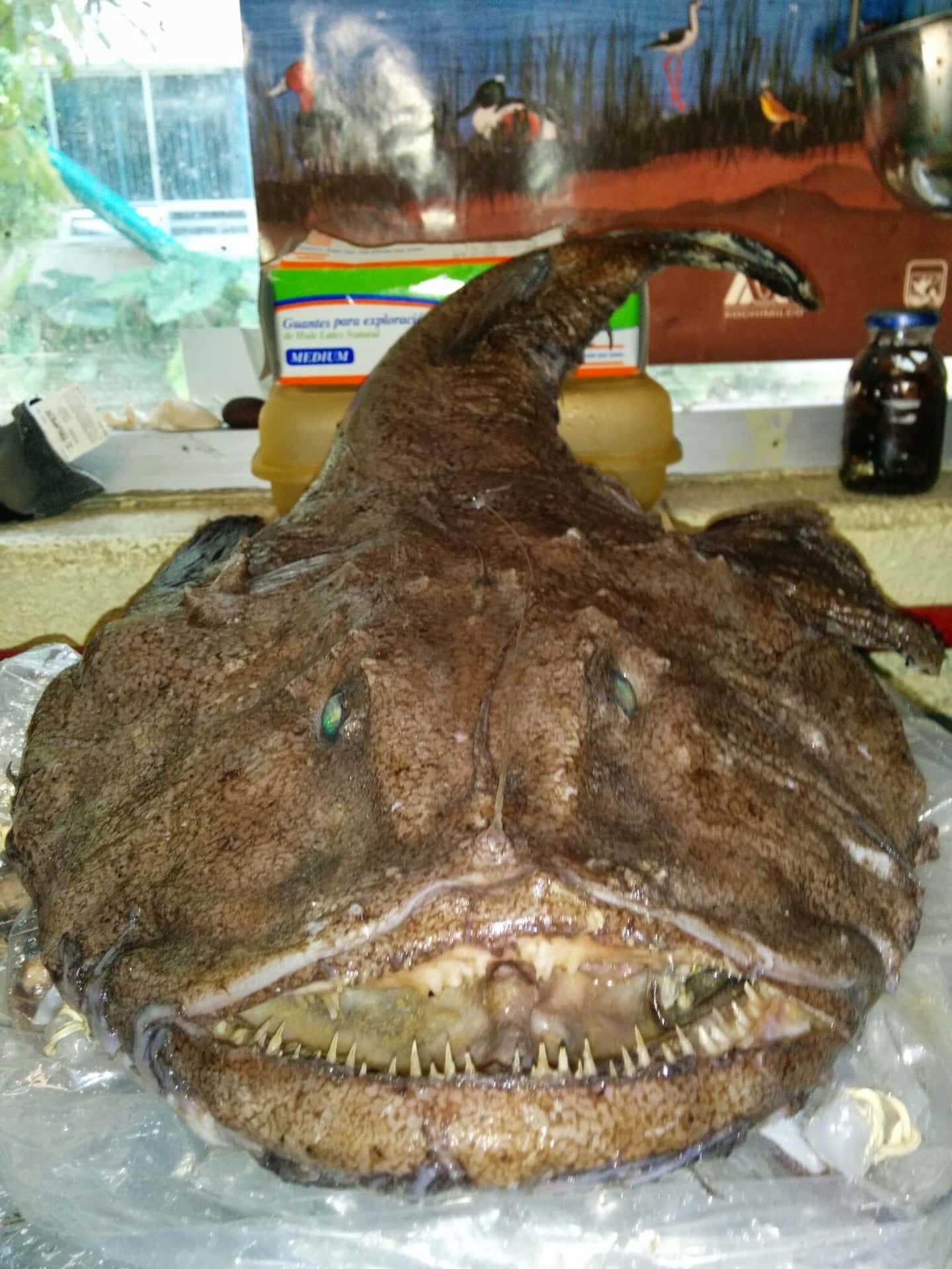  壁紙 — 一條大型棕色琵琶魚，有尖銳牙齒和發光眼睛，躺在市場的冰上。