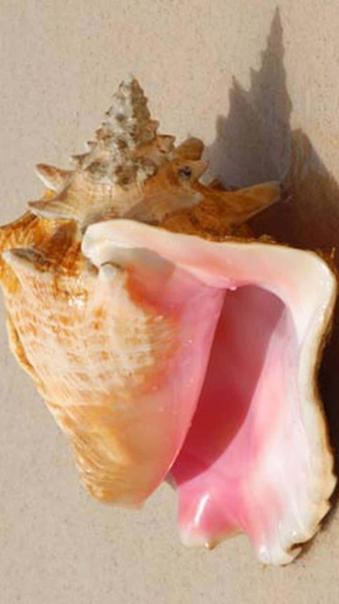  壁紙 — 一個內部粉紅色的大海螺殼擱在沙灘上，投下柔和陰影。