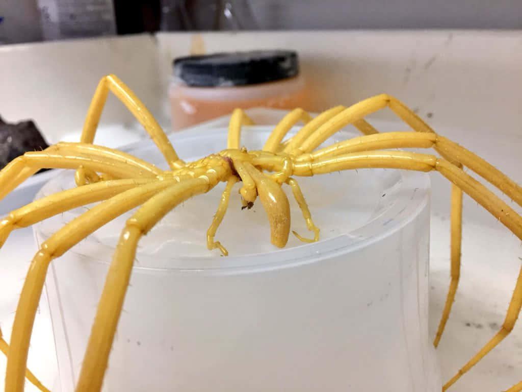 Sea Spider 桌布 壁紙 — 一個大型黃色蜘蛛模型棲息在一個白色塑膠杯上，背景是實驗室環境，有模糊的容器。