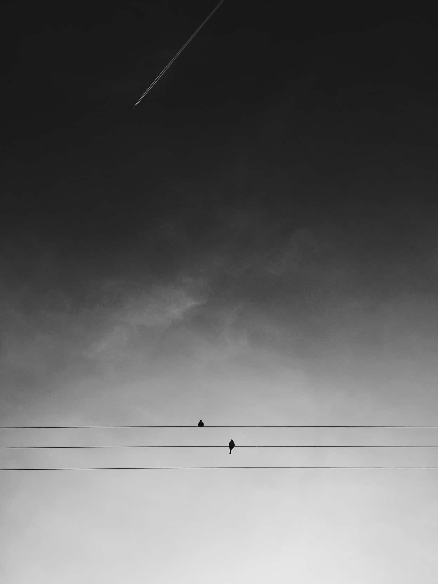  壁紙 — 兩隻鳥棲息在平行的電線上，背景是漸變灰色天空，有一道遙遠的飛機尾跡。