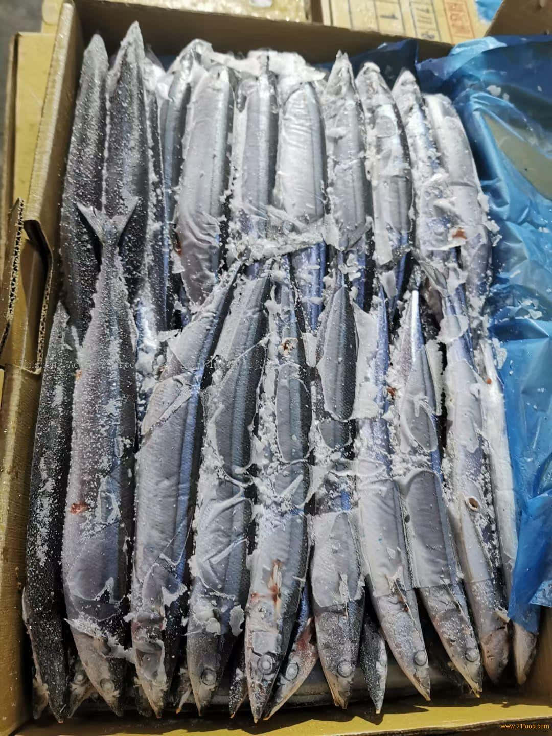  壁紙 — 一個裝滿冷凍鯖魚的紙箱，魚身上覆蓋著冰晶，在明亮燈光下。