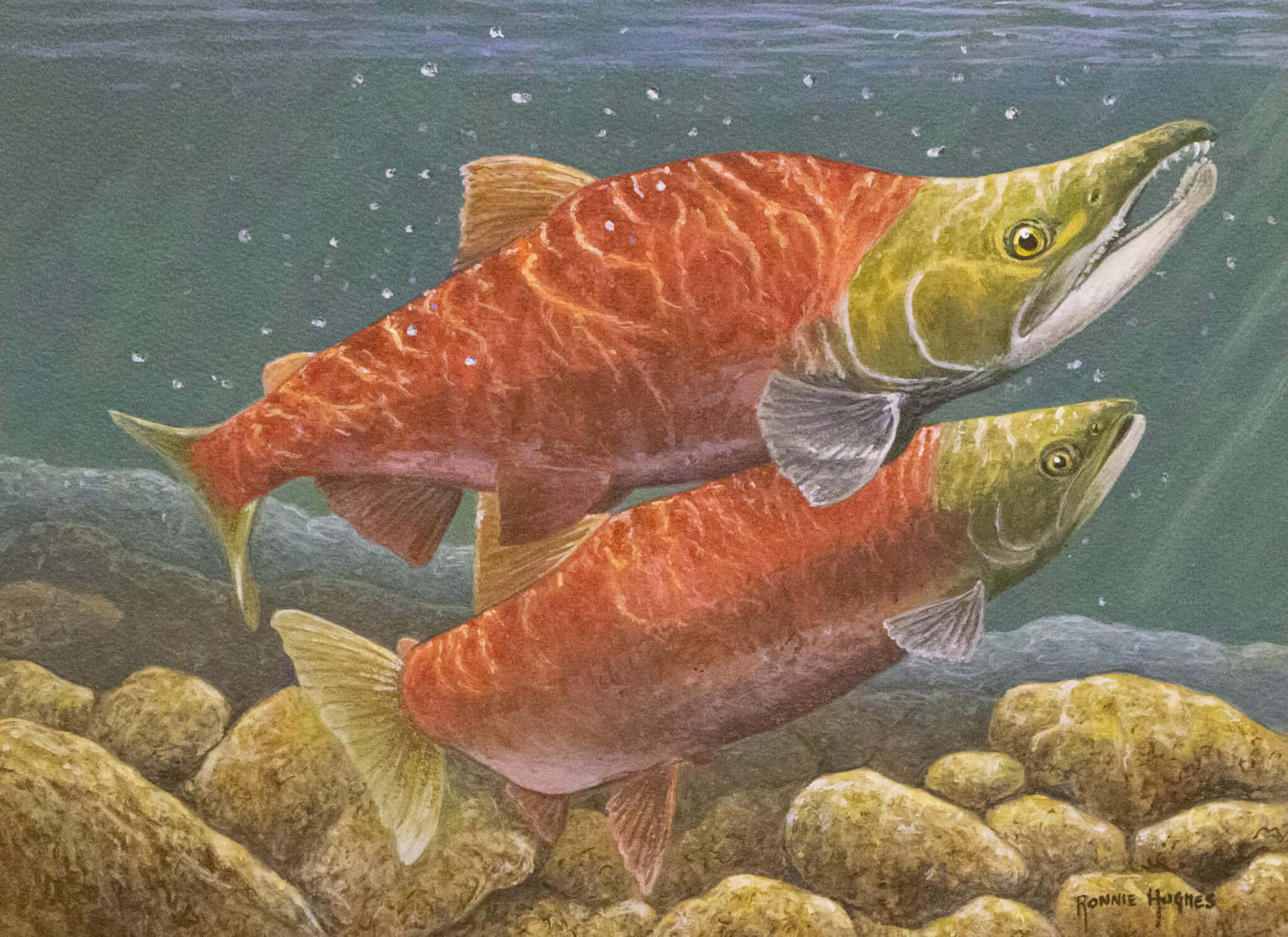  壁紙 — 兩條充滿活力的鮭魚在清澈的水中，伴隨著輕柔的漣漪，優雅地游過陽光照耀的河石。