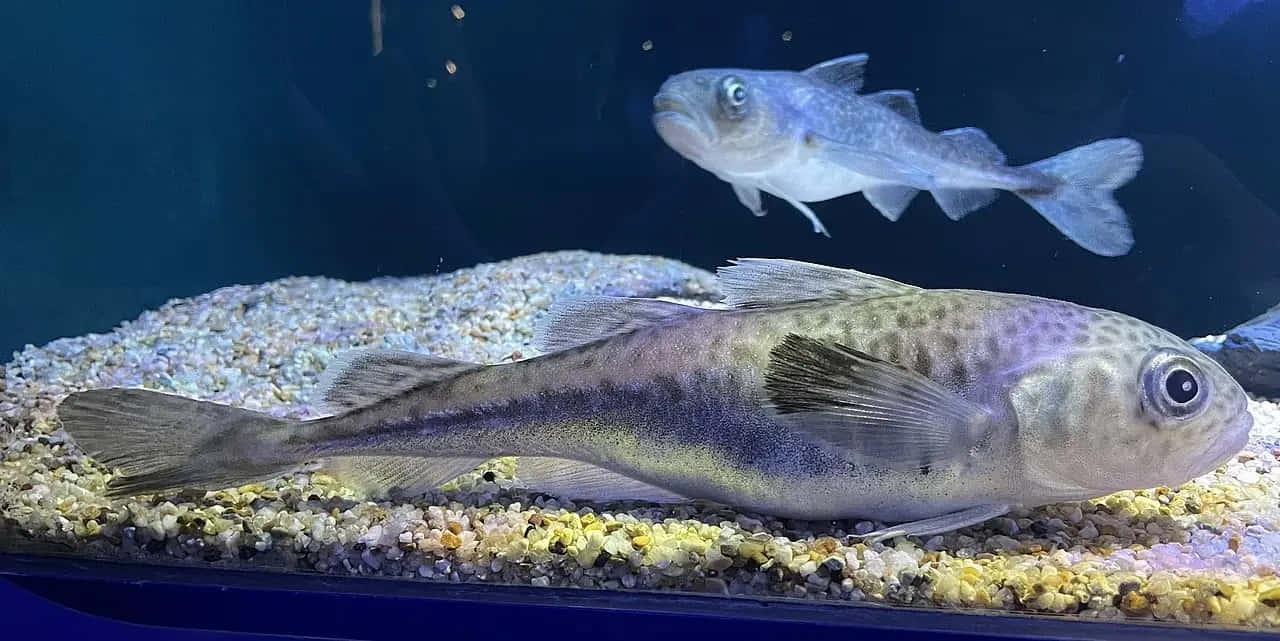 壁紙 — 兩條半透明的魚在光線昏暗的水族箱中，懸浮並停留在色彩繽紛的礫石床上。