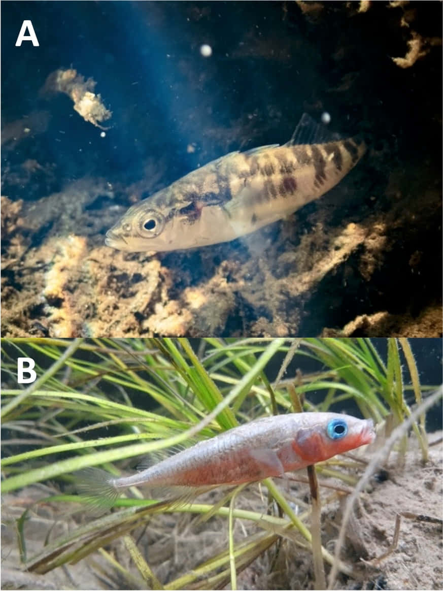  壁紙 — 兩條不同的魚在清澈的水中游動，一條帶有條紋圖案靠近岩石底部，另一條帶有粉紅色身體和藍色眼睛在綠色水生植物之間。