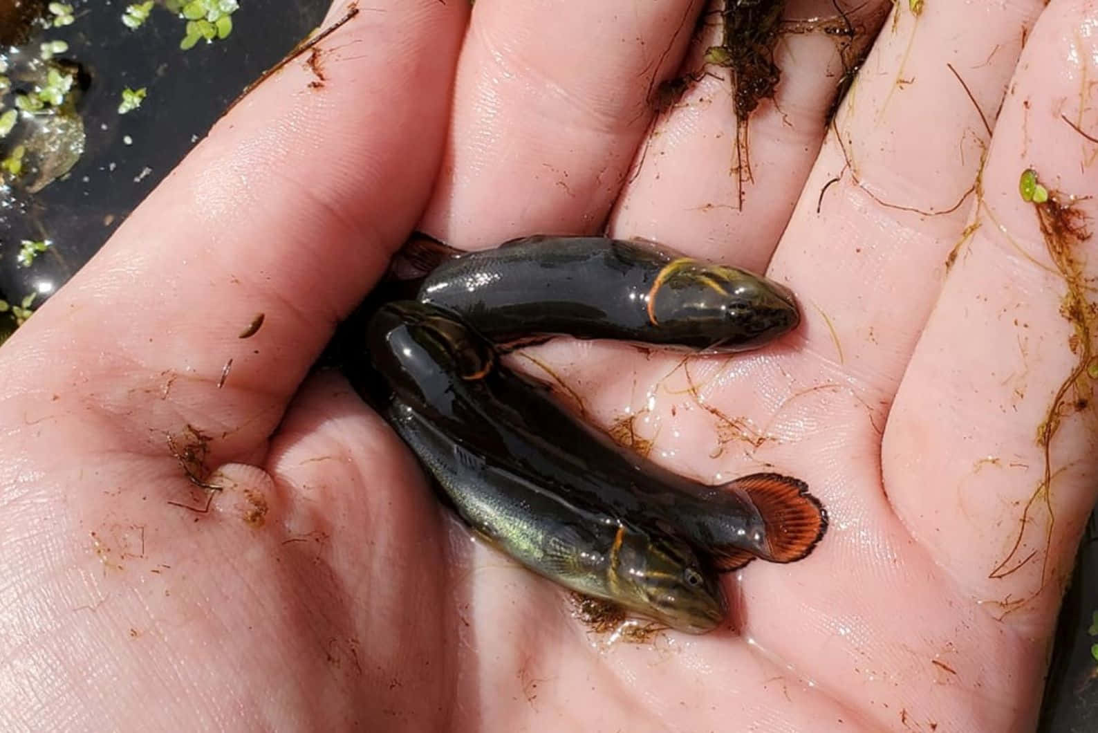  壁紙 — 兩條帶有橙色鰭的小黑魚在一個人的濕手掌中休息，手掌下方是帶有漂浮綠色植物的渾濁水面。