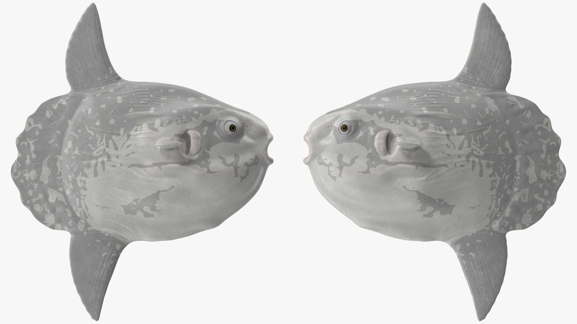  壁紙 — 兩條灰色紋理翻車魚帶有斑點圖案，在純色背景上面對面。
