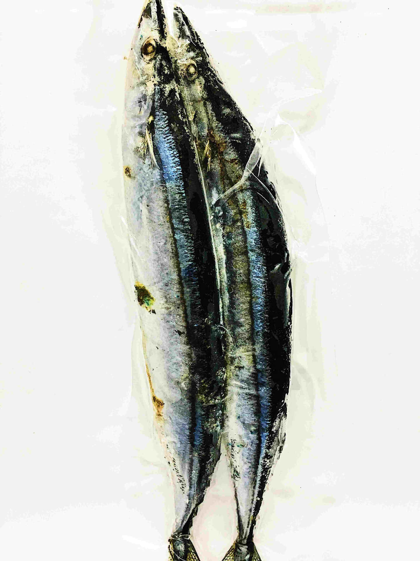  壁紙 — 兩條完整的鯖魚，帶有閃亮的銀藍色鱗片和深色條紋，並排躺在半透明的塑膠表面上。