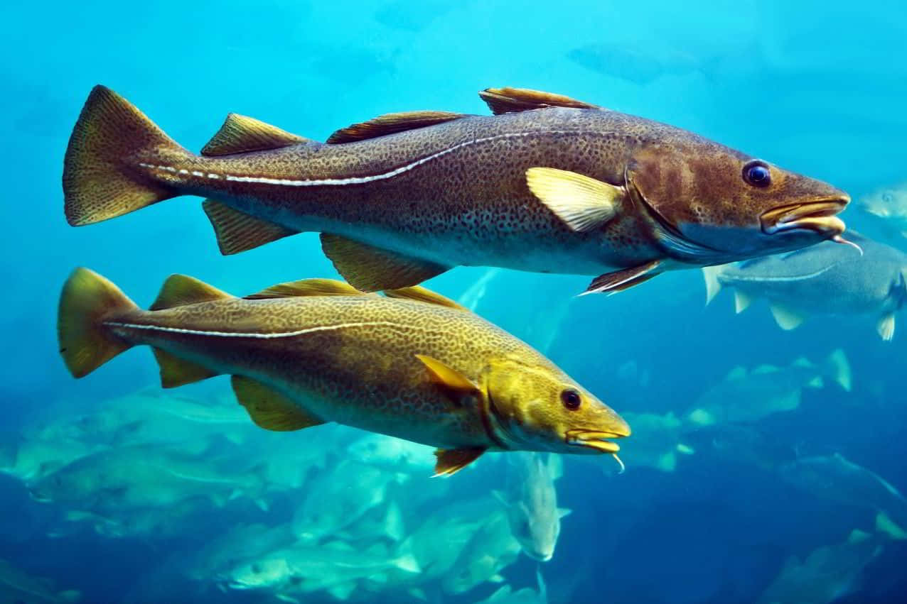  壁紙 — 兩條鱈魚在清澈的藍色海水中優雅地游動，背景中可見其他魚類。