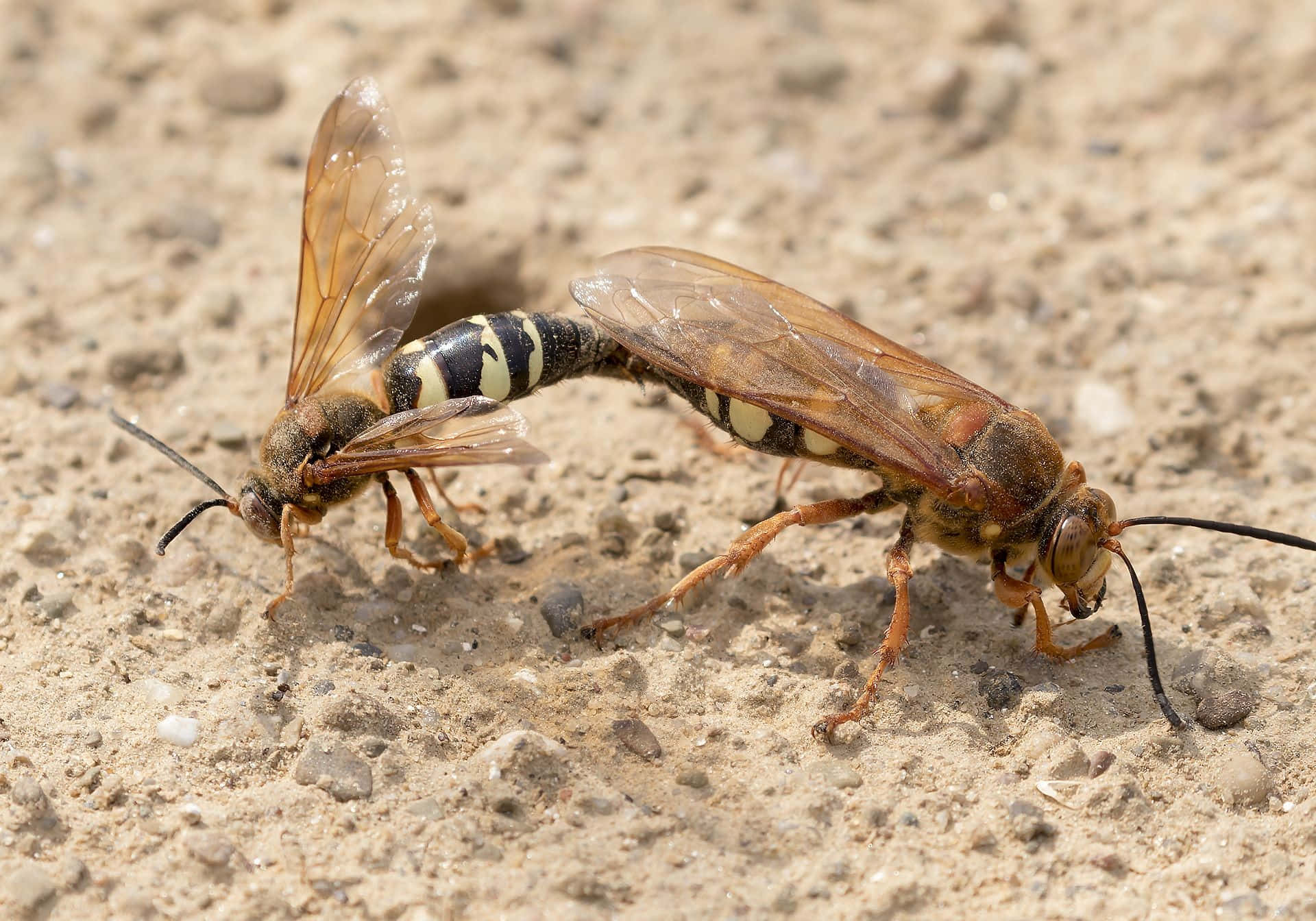  壁紙 — 兩隻大黃蜂在明亮的日光下於沙礫地上交配。