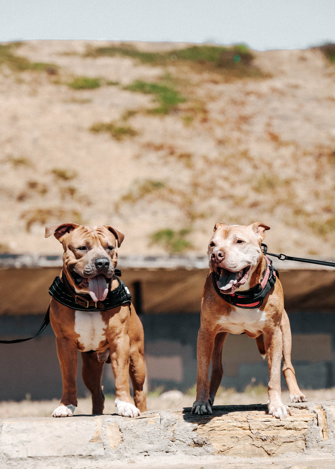 兩隻比特犬穿著胸背帶站在陽光普照的戶外石階上。 — 韓劇 壁紙