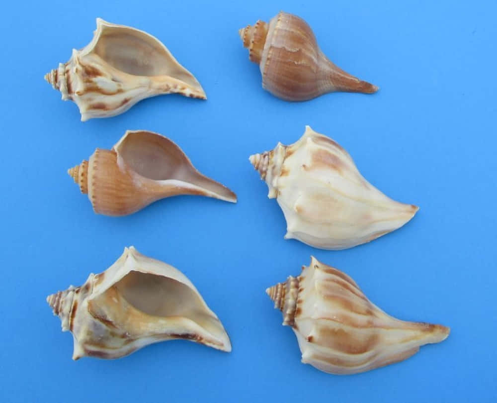 Whelk 桌布 壁紙 — 六個螺旋貝殼，帶有米色和棕色條紋，排列在純藍色背景上。