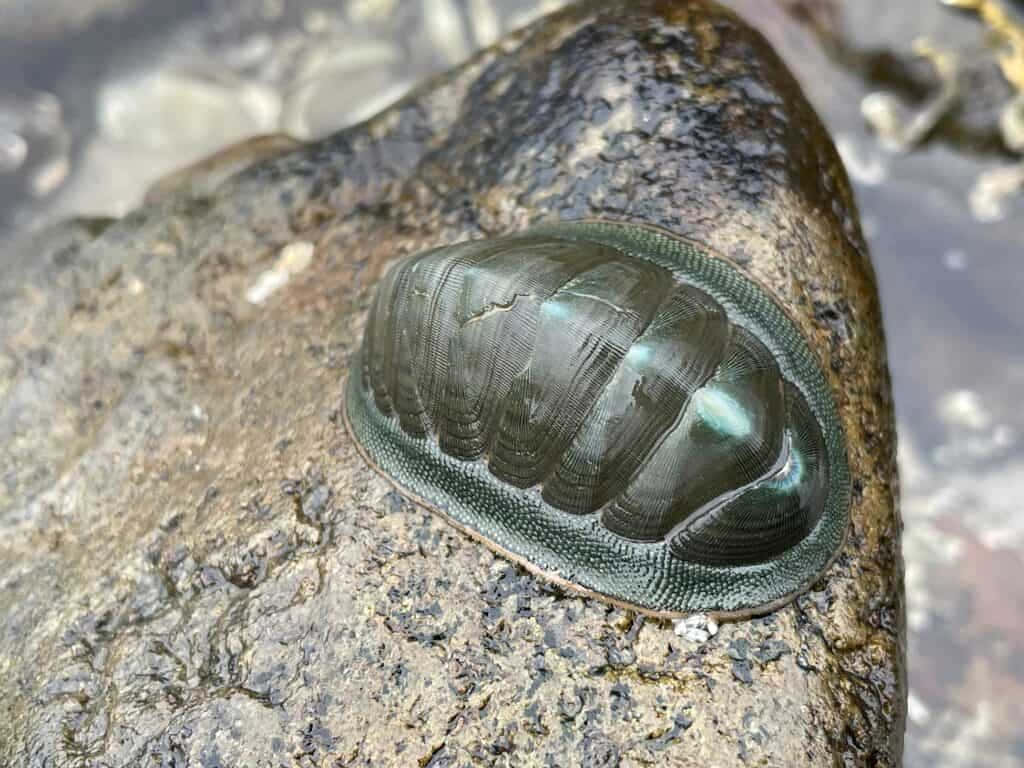  壁紙 — 一隻綠色石鱉緊貼在淺水附近潮濕且紋理分明的岩石上的特寫。
