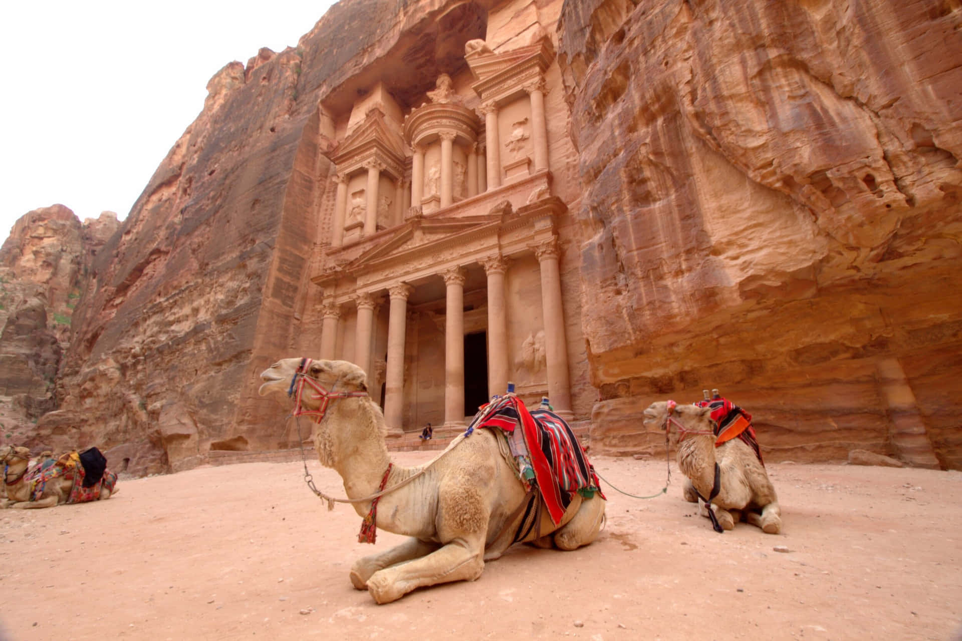 駱駝在佩特拉寶庫前休息 — Jordan 壁紙