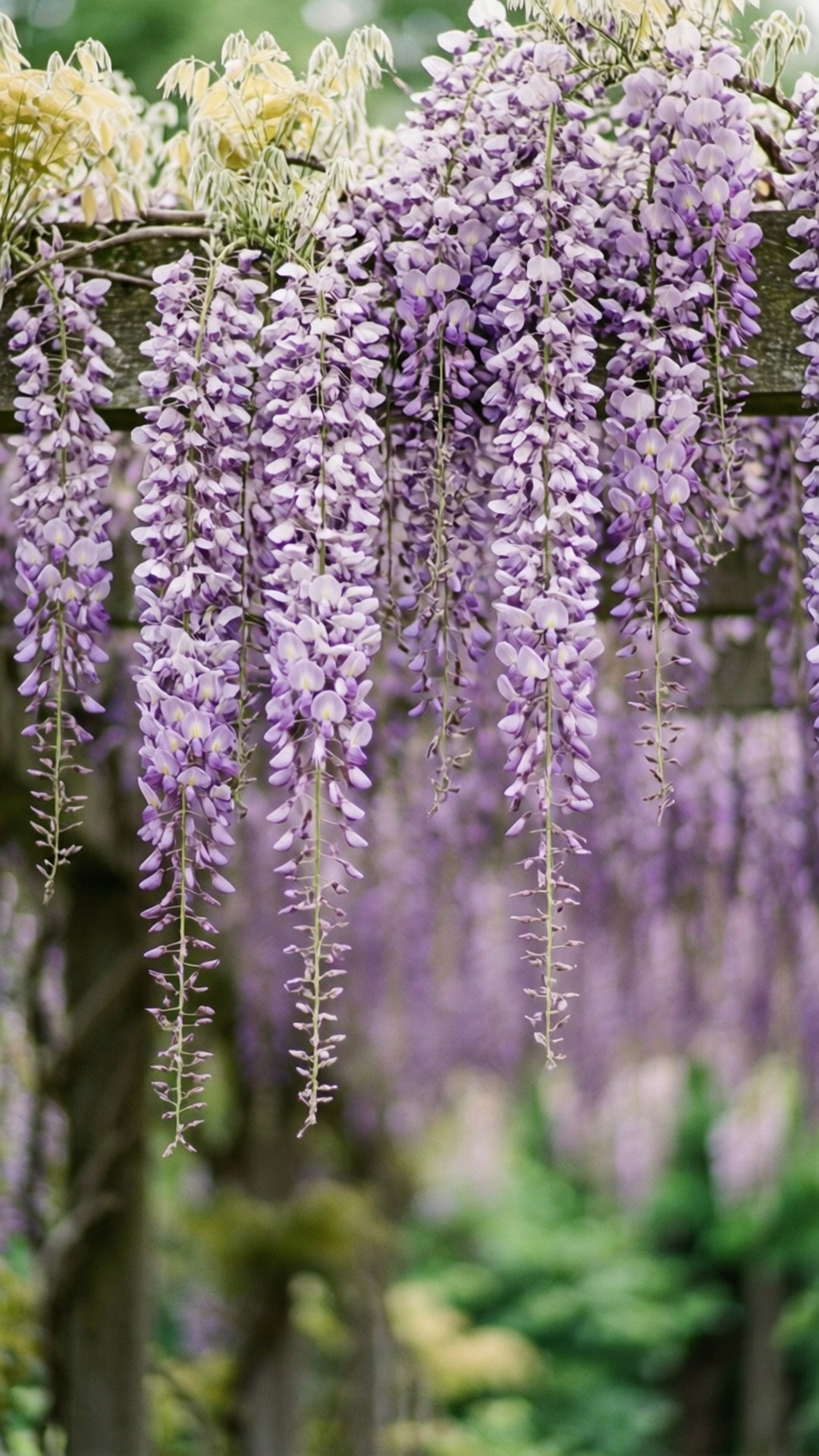 Romantic Wisteria Cascade 壁紙 — 茂密的紫色紫藤花在風化的木棚架上以密集下垂的花簇傾瀉而下，背景是柔和的綠色花園。